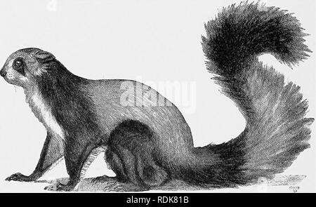 . L'histoire naturelle de Cambridge. Zoologie. 466 marmottes et des écureuils volants le genre. Le IMarmot rnurmotta alpin, A., est familier à la plupart des personnes. L'animal vit là-haut, dans les Alpes, et quand le danger menace il donne libre cours à un sifflet strident. Il hiberne en hiver, et jusqu'à dix à quinze animaux peuvent être trouvés étroitement emballés ensemble dans un seul et soigneusement bordée terrier. La seule autre espèce européenne est A. lohac, la Marmotte sibérienne, qui se produit dans l'extrême est de l'Europe, et est également l'Asiatique. Il y a quatre espèces d'Amérique du Nord, y compris le Québec, A. monax marmotte. E Banque D'Images