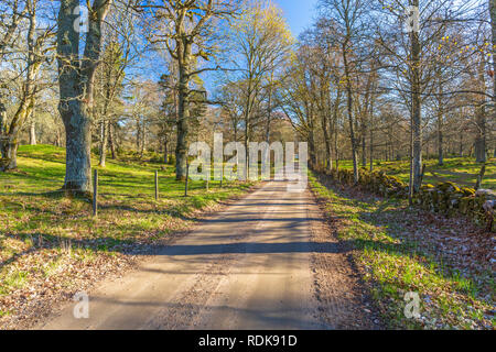 Route de gravier à travers une forêt de feuillus au printemps Banque D'Images