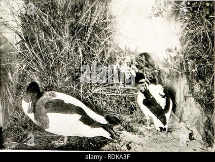 . D'autres terres d'oiseaux, reptiles, poissons, animaux et formes inférieures ;. Zoologie ; oiseaux ; reptiles ; des poissons. Les mâles portent une livrée distinctive ; mais les mâles pendant quelques semaines au cours de l'été d'assumer plus ou moins complètement la livrée de la femme, un processus bien décrit comme allant dans " eclipse." L'hypothèse de la femme robe à cette saison est nécessaire, puisqu'il s'harmonise parfaitement avec le feuillage, et si efficacement recèle l'oiseau à un moment où il est particulièrement impuissante ; car, comme pour tous les oiseaux, les piquants ou plumes de vol sont moulées à l'oft b)- le proces Banque D'Images