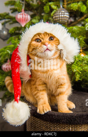 Belle Scottish Fold red cat in santa hat near Christmas Tree Banque D'Images