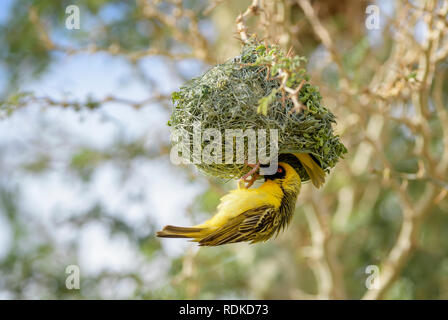 Le sud-Masqué - Ploceus velatus weaver, beau jaune noir face weaver en provenance d'Afrique du Sud, Namibie Sossusvlei,. Banque D'Images