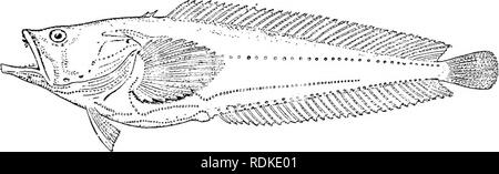 . L'histoire naturelle de Cambridge. Zoologie. ACANTHOPTERYGII 7115 genres : Batraclius Thalassopliryne, Opsanus, Thalassothia, et Porichthys. Les oeufs de Batrachus tau sont très grandes, ^ pouce de diamètre, et sont déposés dans une petite retraite fournis par le parent ; le mâle assume la garde de la couvée ; fixer les jeunes eux-mêmes aux roches à l'aide d'un adhésif disque ventral, qui disparaît rapidement.^ Dans Thalassophryne, des côtes de l'Amérique centrale, l'épine operculaire et les deux épines dorsales sont perforées, et transmettre de poison sacs sous-cutané situé à leur base.^ dans l'Americ Banque D'Images