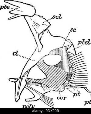 . L'histoire naturelle de Cambridge. Zoologie. 703 ACANTHOPTERYGII Berycidae ; et la ressemblance qui leur fait supporter à la borne est Anacanthini, comme souligné par Eegan, probablement à être attribuée à la convergence, pour ne pas tout proche affinité génétique, comme on croit jusqu'ici par de nombreux auteurs.. Veuillez noter que ces images sont extraites de la page numérisée des images qui peuvent avoir été retouchées numériquement pour plus de lisibilité - coloration et l'aspect de ces illustrations ne peut pas parfaitement ressembler à l'œuvre originale.. Harmer, S. F. (Sidney), Sir Frederic, 1862- ed ; Shipley, A. E. (Arthur Everett), Monsieur, 1861-1 Banque D'Images