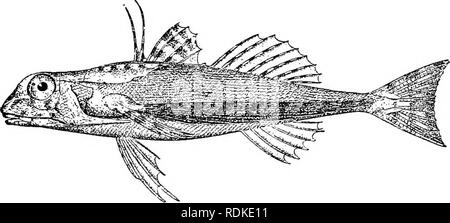 . L'histoire naturelle de Cambridge. Zoologie. ACANTHOPTERYGII 70I de doigt, des appendices les nageoires pectorales, qui sont employés de sentir le sol à la recherche de crustacés et d'autres petits animaux dont ils se nourrissent ; aussi pour les grognements des sons qui dit par la contraction de la vessie à l'air. Environ 50 espèces sont connues, appartenant à 4 genres : Prionotus, Trigla, Lepidotrigla, Peristedion. Combustibles demeure visée à Trigla ont été trouvés au Miocène et formations plus tard. Espèces britanniques sont le grondin gris (^Trigla gurnardus), l'eed Grondin rouge (T.), la baignoire cuculus ou Grondin Sapphirine (T. Banque D'Images