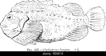 . L'histoire naturelle de Cambridge. Zoologie. Le Lump-Sucker 699 ACANTHOPTERYGII commun de nos côtes (Cyclopterus lumpus) est le plus grand membre du groupe et atteint une longueur de 2 pieds ou plus. Le mâle fait des fosses dans le sable entre les pierres, dans laquelle la femelle dépose les oeufs ; il veille sur les œufs et aussi sur les jeunes, qui s'accrochent à son corps avec leurs ventouses. Le Sea-Snails «» {Liparis), sont représentés par deux espèces sur les côtes britanniques.. Fig. 425.-Cyclopterus lumpus. Fam. 7. Platycephalidae. - Chef, pas cuirassed beaucoup appuyée, d'épines ; base ; simple cranii tw Banque D'Images