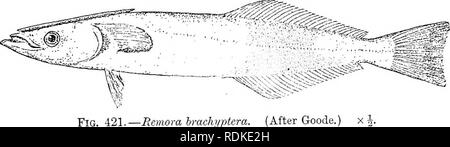 . L'histoire naturelle de Cambridge. Zoologie. La Division 691 ACANTHOPTERYGII VI.-DISCOCEPHALI. Acanthopterygians avec l'aberrante hautement nageoire dorsale antérieure de modification dans un ovale stratifié transversalement, suceuse dur ^ sur la tête, le crâne étant très aplati et à simple base cranii. Les rayons pectoraux sont insérées sur la petite, par- forate, de l'omoplate et sur quatre heure-pterygials en forme de verre, dont trois sont en contact avec l'Apophyse coracoïde. Ventrals thoracic. Fam. 1. Echeneididae. maxillaires, sveltes, abouté à l'extrados de l'praemaxillary ; arch suborbital mince. Dans la nageoire pectorale Banque D'Images