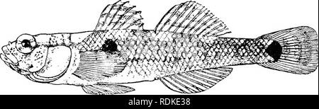 . L'histoire naturelle de Cambridge. Zoologie. 689 ACANTHOPTERYGII Fam. 1. Gobiidae.-ligamentaires ou suborbital arch absent. Les membranes plus ou moins largement attaché à isthme ; 4 à 6 rayons branchiostèges ; branchies 4, une fente derrière le quatrième ; pseudo- branchies souvent présentes. La totalité ou presque de l'praecaudal avec les apophyses transverses des vertèbres portant les côtes, à qui epipleurals sont jointes. Post-temporelle fourchus, comme dans la normale des Perciformes. Les nageoires ventrales avec faible 1 colonne et 4 ou 5 rayons ramifiés, souvent unis pour former un disque de succion, un pli de peau transversale à leur base de remplir la tasse. Head Banque D'Images