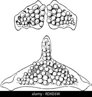 . L'histoire naturelle de Cambridge. Zoologie. ACANTHOPTERYGII 6/3 La famille est censée être représentée dans la partie supérieure du Miocène inférieur et de l'Éocène de l'Italie par l'espèce Odonteus. Fam. 35. Les Labridae.-Pas de plateau subocular entopterygoid ; présent ; palais de dents ; des dents antérieures de la mâchoire forte et généralement comme des canines, dents latérales souvent soudé à la base ; abaisser complètement pharyngeals united dans un os, avec dents coniques ou tuberculeuses. Avec les apophyses transverses des vertèbres à partir de la troisième ; toutes les nervures attaché à l'apophyse transverse. Lèvres épaisses. Deux narines de chaque côté. G-mauvais membr Banque D'Images