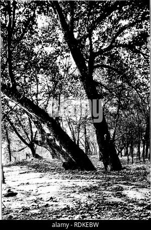 . En Dieu est à l'extérieur. L'histoire naturelle. Quand l'automne s'estompe. Veuillez noter que ces images sont extraites de la page numérisée des images qui peuvent avoir été retouchées numériquement pour plus de lisibilité - coloration et l'aspect de ces illustrations ne peut pas parfaitement ressembler à l'œuvre originale.. Quayle, William A. (William Alfred), 1860-1925. Cincinnati, Jennings &AMP ; Pye, New York, Parade &AMP ; alimentation secteur Banque D'Images