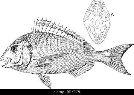 . L'histoire naturelle de Cambridge. Zoologie. ACANTHOPTERYGII 66s Crenideiis Pctcliymetopon Dipterodon,,, Sargus, Letlirinus Splmerodon Charax,,," Fagrus Sparus, â, â Pagellus. Abondamment représentés dans les lits du Miocène et de l'Éocène par reste de Sargus, spams, Pagrus, Pagellus, et par les genres éteints, Ctmodentex Trigonodon Sparnodus et. Certaines espèces atteignent une longueur de trois pieds, comme la " tête de mouton" de Xorth Nord, l'un des meilleurs poissons d'eau salée de l'United States, et le " Schnapper " (Sparus unicolor), de l'Australie, également en grande estime. Certains de l'Atlant Banque D'Images