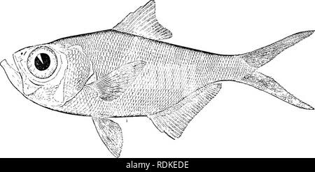 . L'histoire naturelle de Cambridge. Zoologie. 655 ACANTHOPTERYGII Fam. 1. Berycidae.-Un ou plusieurs des suborbitals émettant un lamina interne soutenant l'oeil ; entopterygoid présents. Vertèbres antérieure sans apophyses transverses ; tous ou la plupart des côtes inséré sur l'apophyse transverse où elles sont développées. Deux narines de chaque côté. Gill-muqueuses sans isthme ; 4 à 10 rayons branchiostèges ; branchies 4, une fente derrière le quatrième ; pseudobranchiae. Os pharyngien inférieur séparés. A'eiitral avec ailettes 1 colonne et 6 à 13 rayons mous.. Fig. .-Bcryx 400 splendens, J nat. taille. (Après Banque D'Images