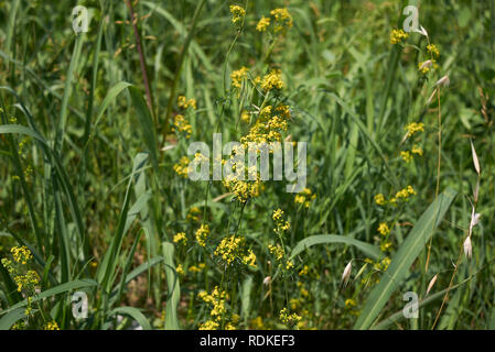 Le Galium verum plante Banque D'Images