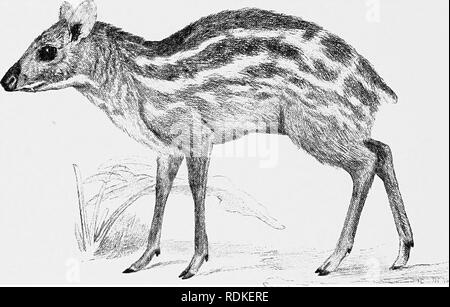 . L'histoire naturelle de Cambridge. Zoologie. 282 DEERLETS Fam. 4. Tragulidae.^Cette famille comprend un certain nombre de petits animaux ressemblant à des cerfs, qui sont vraiment dans de nombreux points de plus lié à la de porcs que de la véritable Deer. Ils sont connus sous le nom de Chevrotains ; et le terme " Deerlet", présenté par le professeur, Clarrod est certainement approprié, puisqu'ils ont l'aspect de très petites et les cerfs sans cornes. Si ce n'était pas pour leur Artio- dactyle pieds on pourrait d'un coup d'oeil confondre ces créatures avec certains type de marsupial. La famille est de l'Afrique de l'Ouest et Orientale les deux genres (dont les peculiarit Banque D'Images