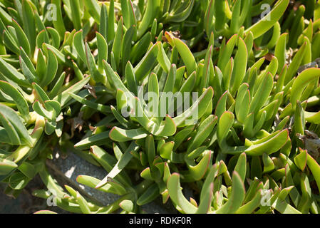 Plante succulente de Carpobrotus Banque D'Images