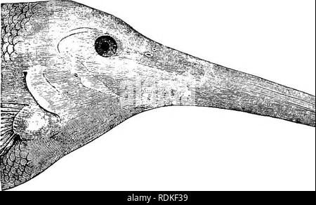 . L'histoire naturelle de Cambridge. Zoologie. Fig. 331.-chef de Gno.thonem innmenius.-nous. orgue, situé de chaque côté de la région caudale, est dérivé de l'appareil musculaire et est de faible puissance, tel que vérifié par Babuchin et par Fritsch ; il a été longtemps considéré comme " pseudo- electric." Les affinités naturelles de cette famille semblent être à l'Albulidae, et rien ne justifie le terme " néant- hechte " (Nil-pike) qui a été traitée par l'allemand. Veuillez noter que ces images sont extraites de la page numérisée des images qui peuvent avoir été retouchées numériquement pour Banque D'Images