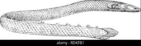 . L'histoire naturelle de Cambridge. Zoologie. T ?as. 281.-larve de Polypterus senegalus. x 4. Montrant son characteristio attitude lorsqu'elle repose sur le fond d'un aquarium, et la grande taille de l'branchies cutanées. (Prom Budgett.) dans le genre CalamicMhys le corps est très allongé et de forme d'une anguille. Les nageoires pelviennes sont absentes, et normalement, il n'est pas suboperculum. Les pinnules dorsales sont plus isolés que dans Polyipterus, et chaque épine prend en charge mais un seul soft ray. Une seule espèce est connue, ch. calaharicus^' (Fig. 282).. Fig. 2i2-Calamichthys calaiaricus.. x |. (À partir d'un spécimen dans le C Banque D'Images