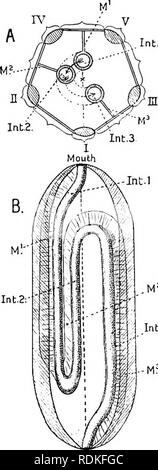 . L'histoire naturelle de Cambridge. Zoologie. CANAL ALIMENTAIRE 563 Int.l. organisés par sa forte musculature. Prochaine suit (3) l'intestin, un tube à paroi mince qui composent la branche du milieu et la plupart des membres descendant et montant. Enfin ce passe dans (4) le terminal large rectum "," ou " cloaque," qui est relié à la paroi du corps par des bandes musculaires qui^ traverse cœlome (Fig. 256,10). Les cellules qui tapissent l'œsophage ressemblent à des cellules ectodermiques ; ceux qui tapissent l'estomac sont presque toutes les cellules glandulaires, et évidemment sécrètent les jus digestifs. Les muscles puissants de ce Banque D'Images