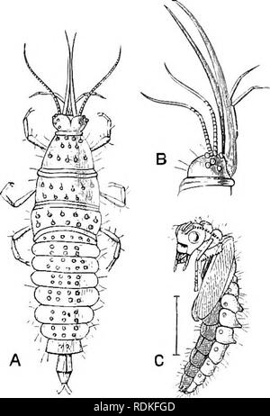. L'histoire naturelle de Cambridge. Zoologie. 466 NEUROPTÈRES 3. Osmylina : un groupe d'insectes délicat et élégant de la petite ou moyenne taille, qui se distinguent par la possession de trois yeux simples mis sur le milieu de la tête juste au-dessus de l'antenne. Une espèce de ce groupe, Osmylus chrysops (macidatus de certains auteurs), est un habitant de Bretagne (Fig. 212) ; Sa larve est amphibie dans une certaine mesure. Les métamorphoses ont été ob- servi par Dufour, Brauer, Hagen et ^ ; il se cache sous les pierres dans ou près de l'eau, ou en mousse, ou sur les tiges des plantes aquatiques, et perce et se vide petit Inse Banque D'Images