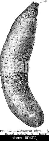 . L'histoire naturelle de Cambridge. Zoologie. CHAP. Habitudes HOLOTHURIDES XIX S6l premières formes, comme, par exemple, Bothriocidaris, Holothurides peut avoir été évolué. Le corps musclé-mur a été en effet comme un facteur important dans l'évolution et la différenciation des Holothurides comme le bras musclé dans celui de Ophiuroidea, ou la colonne vertébrale mobile dans le cas d'Echinoidea. Il y a environ 520 espèces d'Holothurides, et de ces vingt-et-un ont été enregistrées dans les eaux britanniques. L'une des plus connus de l'espèce Holothuria est britannique nigra (Fig. 254), communément appelé le " Banque D'Images