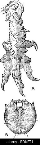 . L'histoire naturelle de Cambridge. Zoologie. 466 ARACHNIDES ACARIENS CHAP. Fam. 1. Sarcoptidae.-Pas de la trachée ou stigmates. Rostre apical. Ovipare ou ovovivipare. Les 70 genres et 530 espèces étrange de cette famille sont divisés en un certain nombre de sous-familles, dont les principaux sont le Sarcoptinae Analgesinae, L, et la Tyro- glyphinae. (I.) Le Sarcoptinae sont les soi-disant " Itch- mites." Ils sont minuscules animaux, avec des organes transversalement ridée et jambes se terminant par drageons ou soies. Le genre NV23tes, qui comprend environ 15 espèces, hves dans les tunnels qu'il bur Banque D'Images