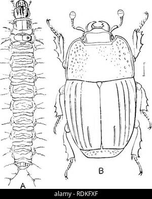 . L'histoire naturelle de Cambridge. Zoologie. 2.so COLEOPTERA Fam. 26. Histeridae.- coléoptères très compact, avec beaucoup de mal de tégument, court-circuit, le carême des antennes, avec un reri/ comjxtct hyiwrjlottis chtb : aucun. Mytra à aiipliecl locly étroitement, cabane tout droit derrière, laissant deux segments exposés. Abdomen loith ventrcd ; segments visibles Jive avec sept segments, dursal cdl dur. Coxae avant transversale fortement, Hind coxae luidely séparés. La forme extrêmement compact et dur, tégument, combiné avec l'antenne particulière-composé d'une base de temps, six ou sept communes petites articulations, puis un club très solide Banque D'Images