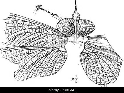 . L'histoire naturelle de Cambridge. Zoologie. 344 NEUROPTÈRES formes fragiles n'ont pas été préservés dans les roches, ou n'ont pas attiré l'attention des collectionneurs ; mais comme certains des insectes du Paléozoïque étaient absolument le plus grand connu sous-estiment probablement dépasser en taille tous les insectes à l'heure actuelle-existants Il est probable que, même si de petites formes existaient à l'époque nous sommes à distance, faisant allusion à la taille moyenne de l'individu a été plus grande qu'à l'heure actuelle. Le Megasecopterides de l'époque carbonifère insectes étaient de grande taille, avec de longues ailes étroites, une petite et grande prothorax, méso- et moi Banque D'Images