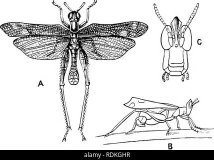 . L'histoire naturelle de Cambridge. Zoologie. mesure, afin que les insectes ont plus l'apparaître de Orthoptères. Il serait impossible, sans l'aide d'un grand nombre de chiffres, pour donner une idée de la variété des formes assumées par cette première expansion. C'est un- tition repe de ce qui se produit dans l'ordre des Hémiptères, où les hottes prothoracique des Membracides présentent une tendance similaire, mais encore plus extraordinaires, série de formes monstrueuses. Si grande est la similitude générale des deux groupes que lorsque l'espèce Xerojjliylhi.in (Fig. 180, A) a été décrit pour la première fois, c'est traiter Banque D'Images