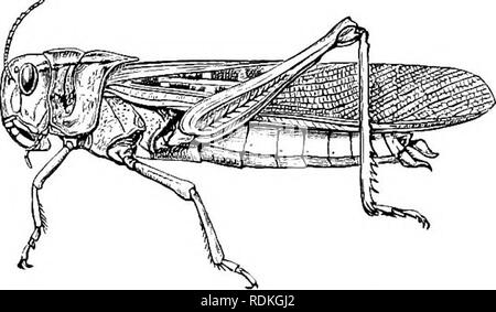 . L'histoire naturelle de Cambridge. Zoologie. Orthoptères. dans la région de l'Oriental et l'archipel asiatique, et même en Nouvelle-Zélande. C'est le plus commun des sauterelles de l'Europe. Son congénère, P. riiigratorius, est beaucoup moins bien réparties, ses migrations étant, selon de Saussure, limitée à Turke- stan et l'Europe de l'Est. Une troisième espèce, P. migrcdori- oides, habite l'Est de l'Afrique, et une variété de c'est le " ou " Yolala locust de Madagascar. M. a éloigné en- ^^^ ," - . ^ ^ , formé l'écrivain que cette Fig. 1/7.-criquet migrateur européen, Fachytylus cineraseens ?. mi Banque D'Images