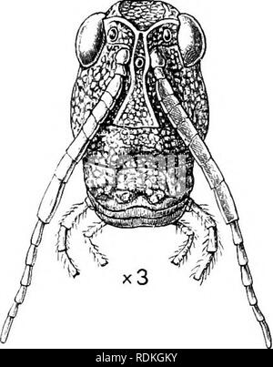 . L'histoire naturelle de Cambridge. Zoologie. 280 ORTHOPTÈRES les yeux, quelque peu comprimé latéralement corps, longues pattes postérieures avec fémur orienté vers le haut et en arrière, le genou formant un angle aigu, les organes du iiight appuyée sur les côtés du corps, notre commune les sauterelles représentent les Acridiidae tout à fait aussi véritablement que ne le gigantesque formes exotiques, dont certains mesurent 9 ou 10 pouces à travers l'élargissement des ailes. Le grand chef est plongé derrière dans le thorax ; l'avant est deilexed ou même radicule infléchi, afin d'être placé dans un avion à un angle aigu avec celle de le vertex (Fig. 165) ; le composé Banque D'Images