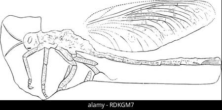 . L'histoire naturelle de Cambridge. Zoologie. 276 ORTHOPTÈRES certains insectes dit à appartenir aux genres Phasma et bactéries ont été trouvés dans l'ambre. Un seul insecte-fossiles trouvés dans les strates du Tertiaire en Amérique du Nord a récemment été renvoyé. Fig. 163.-Titanophasma fayoli. La formation carbonifère à Commentry. xi. (FromZittel.) par Scudder à la famille, et même à un genre existant encore dans le monde Xew-Agathemera ; le fragment est, cependant, si défectueux, et le CCRVSI- teristic points du Phasmidae sont si peu évidente en elle, que pas beaucoup peuvent l)e mis sur le determina- tion. N Banque D'Images