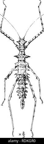 . L'histoire naturelle de Cambridge. Zoologie. 264 ORTHOPTÈRES petite taille jusqu'à après la troisième mue, lorsqu'ils ont soudainement tourné vers leur pleine taille ; elles sont sorties de peu de cas, environ un quart de pouce de long, et dans l'espace de quelques minutes atteint leur pleine taille d'environ deux pouces et demi de longueur. Dans les espèces aptères sont la différence entre les jeunes et les adultes en caractères externes est très légère. Phasmidae sont très sensibles au froid, à la fois en Amérique du Nord, Australie et leur vie est interrompue par l'apparition de givre. Elles sont toutes les mangeoires, la canni- balism tha Banque D'Images