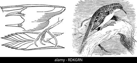 . Les oiseaux de l'Illinois et du Wisconsin. Les oiseaux ; les oiseaux. Janv., 1909. Les oiseaux de l'Illinois et le Wisconsin - Cory. Famille 693 CERTHIIDtE- plantes grimpantes. L'Certhiidae forment un petit groupe d'une douzaine d'espèces, dont une seule (avec ses diverses sous-espèces) se produit en Amérique du Nord. C'est un actif, gracieux petit oiseau, escalade sur le tronc des arbres et en utilisant ses plumes de queue raide beaucoup après la manière d'un bois- pecker. Il se nourrit d'insectes et larves, et construit son nid dans des trous dans les arbres. Genre CERTHIA Linn. 348. Certhia familiaris americana (Bonap.). Grimpereau brun. Distr. : l'Est de l'Amérique, w Banque D'Images