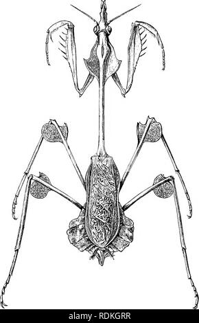 . L'histoire naturelle de Cambridge. Zoologie. Simulateurs FLORAL  = 55 transmis à M. Buckland par M. Larymore de la prison centrale à Midnapur. M. Larymore avait retenu de l'neigh- bouring pays district, où Santal femmes et enfants avaient chassé les sortir et les apporta dans la pendaison, sur les branches ou les rameaux d'un buisson, un peu comme un prunier sauvage. Ils sont également dit d'être trouvés sur les buissons de roses, et en rapport avec ce qu'il. Fig. Gorujylus gongyloid 146.-&amp;s, femme. Est de l'Inde. a fait observer que, dans Midnapur, ils étaient connus comme les insectes des feuilles de rose, de la circonstance que, lorsque le Banque D'Images