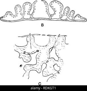 . L'histoire naturelle de Cambridge. Zoologie. Microcalthrops TETRACTINELLIDA 213 se compose de et leurs dérivés. Le hypophare est bien développé. Plakina montre donc une certaine quantité de ressemblance avec Oscarella (p. 196), avec qui elle partage la possession de très remarquable pinacocytes flagellées. L'une des espèces de Tetilla, T., pedifera continue tl&gt;e series. Les plis de son tlian choanosome sont plus compliqués dans P. monolopha, et leurs extrémités sont reliés par une fine couche d'ectosome (cf. espèces de Sycon chez Calcarea) ; les chambres sont encore eurypylous. Le squelette re Banque D'Images