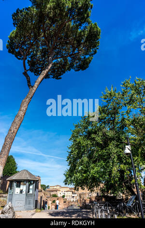 Rome, Italie - 24 juin 2018 : au poste de sécurité les anciennes ruines au Forum Romain du Temple de Vénus et Rome à Rome vue du Colisée. Famou Banque D'Images