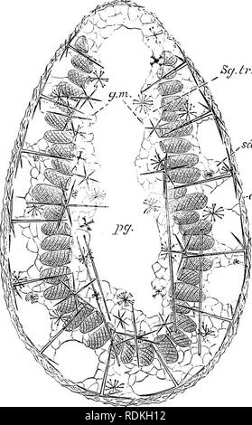 . L'histoire naturelle de Cambridge. Zoologie. Spongiaire 198 Hexactinellids contraste avec la plupart des autres éponges par tlieir symétrie. Il ne faut cependant pas oublier que bon nombre de Calcarea^ exliibit qui peuplent les eaux peu profondes presque comme une parfaite symétrie. Le strticture du corps-mur dans Hexactinellida est si constante que pour qu'il soit possible de donner une description générale applicable à tous les membres du groupe. C'est de con- siderable épaisseur, mais une grande partie est occupée par des espaces vides, pour les tissus est présent en quantité minimale. Dans le mur de la Cham- bre-couche est suspendu par trabe Banque D'Images