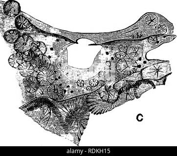 . L'histoire naturelle de Cambridge. Zoologie. Fig. 88.-Astrosclera wil- leyana. Lister. A, l'éponge. X sur 3. p, l'ostia sur sa surface distale. B, une partie du squelette spectacle- ment quatre polyèdres avec cristal rayonnant- liae fibres. C'ostium, un ; le tissu- surround contient des jeunes stades de la poly- iiedra. (Après) ivilleyana Astrosclera Lister. ^ a été rapporté de l'Îles Loyauté, et de Funafuti du EUice groupe. Son squelette est à la fois chimiquement et structurellement aberrante. En d'autres Calcarea le carbonate de calcium du squelette est présent comme la calcite, dans Astrosclera comme Aragon Banque D'Images