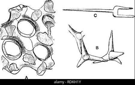 . L'histoire naturelle de Cambridge. Zoologie. CALCAREA PHARETRONIDAE » 193 Tuning-fourches," même si ce n'est pas uniquement confiné à Pharetronids, sont pourtant très caractéristique d'entre eux.. Fig. 86.^des parties de squelette d'Petrostroma schuhei. Un cadre, en vvitli «- de la pellicule du revêtement ; B, quadriradiate avec spicules soudés latéralement ; rayons C, un " tuning- fourchette." (Après Doederlein.') II. Lithoninae.-Le principal cadre squelettique est formé de spicules fondus ensemble, et est couvert par un cortex contenant des spicules. La sous-famille ne contient qu'un seul genre de vie et un peu d récemment Banque D'Images