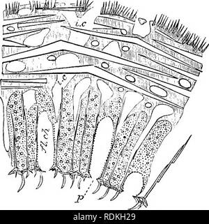 . L'histoire naturelle de Cambridge. Zoologie. CALCAREA HETEROCOELA 191 Sycon lui-même était dérivé de l'Ascon, nous aurons alors une éponge avec un réseau de canaux du type vu dans Zeucandra entre formes britanniques, mais plus sous forme schématique illustré dans le genre à l'étranger Leucilla (Fig. 85). Les observations qui précèdent ne prétend pas rendre compte de la transition de Sycon à LeTicilla qu'il s'est produit dans la phylogénie. Pour certains en- dication de ce que nous devons attendre de la recherche embryologique. Dans Lmicandra la funda- structure mentale est obscurcie par l'irrégularité de son réseau de canaux. Il montre une nouvelle et plus imp Banque D'Images