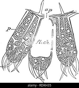 . L'histoire naturelle de Cambridge. Zoologie. CALCAREA-HETEROCOELA 187 semblent encore d'affirmer leur indépendance, les flagelles pas fouetter en concert/ mais chacun dans son propre temps et de direction. Sous-catégorie II. Heterocoela. Le Heterocoela présente une série de formes de grades successifs de complexité, l'ensemble de la Ascons, dont ils diffèrent en ayant une couche gastral discontinu. La plus simple des Heterocoela sont inclus dans la famille- Sycet tidae, dont le représentant britannique est Sycon (Fig. 79). Dans Sycon nombreux flagelles tubulaires sont disposés en rayons autour d'une cavité centrale Banque D'Images