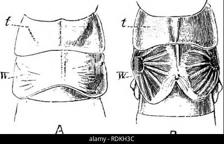 . L'histoire naturelle de Cambridge. Zoologie. 212 ORTHOPTÈRES chap.. Une autre mission, qu'il n'avait pas remarqué, et son obser- tion confirme la vague précédente déclaration de Fischer. Les oeufs, dans le quartier de Turin, sont déposés et éclosent au début du printemps ; dans une facilité qu'ils ont été portées le 10 mars, et l'émission d'insectes d'eux avaient terminé leur croissance et ont été transformés en insectes parfaits le 22 mai. Dans l'état immature le structiu alar-es du futur imago. Les tegmina-bear- ing, les sclérites t, fig. 112, alors regardez un peu comme ceux de certains de Banque D'Images