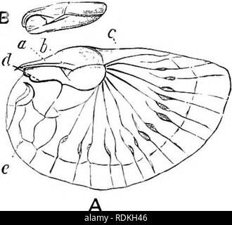 . L'histoire naturelle de Cambridge. Zoologie. io6 le metanotiim orthoptères (la partie du corps qu'à l'ours les formes ailées les ailes, et qui est marqué c dans nos schémas, fig. 106), de sorte que les tegmina sont de toute apparence moins rudimentaire (ou traces) que les ailes. Le metanotum forme une sorte de HAP, appelé par ^ » involucriim Fischer alarum" ; il a examiné la partie immédiatement derrière ce être le metanotum ; cette pièce est, cependant, aucun doute vraiment partie de l'abdomen (d dans notre Figure). C'est apparemment le point de vue adopté par Brunner.- La structure de ces pièces est importan Banque D'Images