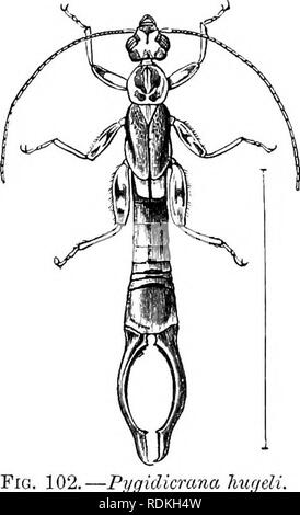 . L'histoire naturelle de Cambridge. Zoologie. 202 ORTHOPTERA Saltatoria niuch alliés sont plus intimement, et devraient, ensemble, probablement seulement la même valeur taxinomique comme l'un des cinq autres groupes. En partie à cause des difficultés inhérentes de l'objet, et en partie à la façon fragmentaire dans lequel il a été traité par systematists, il a été impossible jusqu'à récemment pour former une idée claire de la classification des Orthoptères. Au cours des derniers vingt ans Henri de Saussure et Brunner von Wattenwyl "ont grandement a explicité cette suliject. La dernière de ces deux distingui Banque D'Images