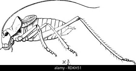 . L'histoire naturelle de Cambridge. Zoologie. 200 ORTHOPTÈRES chap. pour vol, et sont, dans certains cas, consacrée à ce que nous pouvons appeler fins de dissimulation ou d'ornement. C'est particulièrement le cas dans l'Phasmidae â€" et, lorsque l'efficacité de la couleur et le motif de ces parties devient vraiment étonnantes. Les tegmina pièce fréquemment une extraordinaire ressemblance avec des structures végétales, et cette apparence n'est pas superficielle, il est possible de constater que les nervures des ailes à leur disposition et l'apparence ressemble à peu près exactement les nervures des feuilles. L'un des plus remarquables de la fea Banque D'Images