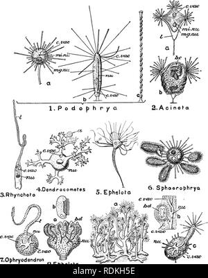 . L'histoire naturelle de Cambridge. Zoologie. i6o les protozoaires. ycvao hryodendron Ephelo 7.0T)S.^a 9. Dendrosoma Fig. 61.-diverses formes d'Suctoria. 1, a et i, deux espèces de Podophrya ; c, un tentacule niucli ; élargie 2, un, l'aci-neta jolyi ; 2, b, A. tuberosa, avec quatre bourgeons ciliées ; dans 6 l'animal a capturé plusieurs petits Ciliata ; 8, a, un spécimen se multiplier par bourgeonnement- tion ; 8, 6, un cilié libre bouton ; 9, une, toute la colonie ; 9, 6, une partie de la tige ; 9, c, un bourgeon libéré. a, comme l'organisme ; l'alimentation hx, le couvain cavité ; hd, bouton ; c.v, vacuole contractile ; I, test ; mg.nu, meganucleus ; Banque D'Images