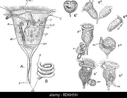 . L'histoire naturelle de Cambridge. Zoologie. CILIATA fibrilles 157 qui, par leur contraction, retirer le disque, et en même temps proche des fibrilles circulaire le péristome sur elle. Dans le genre la pellicule est poursuivi dans un long et mince tige élastique (s), dont l'axe longitudinal de l'ecto fibrilles myoneme- plasm convergent pour la manette, et sont prolongées en elle comme un enroulement en spirale, parfois striées transversalement de fibre.^ L'effet de la contraction de c'est à tirer la manette dans une hélicoïde. Cochon, L'OT. - Vorticella. A, B ; élargi, manette en contraction ; c, col eversible ci-dessous p Banque D'Images