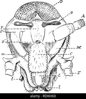 . L'histoire naturelle de Cambridge. Zoologie. THVSANURA BlatticTae j8s ; Grassi membres, toutefois, qu'elles ne sont pas seulement les yeux, mais qu'ils sont d'ahnost structure unique, être, en fait, intermédiaires entre les yeux simples et composés. Le mode de développement de l'yeux composés d'Macliilis est d'un intérêt considérable, mais malheureusement très peu est connu sur elle, même la période à laquelle les yeux apparaissent être incertain. À en juger par analogie avec les orthoptères, nous devons supposer qu'ils soient présents lorsque l'insecte sort de l'œuf, et Oudemans considèrent apparemment que c'est le cas, mais Boliva Banque D'Images