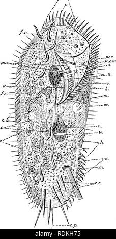 . L'histoire naturelle de Cambridge. Zoologie. CILIATA 139 Cette ligne passe à gauche de l'angle obtus, ]&gt;Ql : poc " membranellae adorale." et il n'y croise sur le bord de la caisse à l'aspect ventrale, puis vers l'intérieur des courbes vers la ligne médiane, ce qu'elle atteigne environ à mi-chemin du retour, où il passe dans le pharynx ( ?Â"). Il forme l'avant gauche et le contour d'une forme de coin de- pression, la " zone péri- stomial", la partie droite de la bordure soit " ou " crête préorale {l lèvre), qui s'étend presque sur la ligne médiane, projetant vers le bas- Ward et sur la de- p Banque D'Images