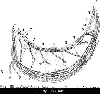 . L'histoire naturelle de Cambridge. Zoologie. 94 crustacés-CIRRIPEDIA beaucoup dans l'état caractéristique de l'Cyj^ris larves d'autres Cirripedes, et meublées avec deux crochets terminaux par l'attachement qui est effectuée. Les appendices thoraciques, qui sont au nombre de six, le nombre normal sont réduits flabellé structures, et l'abdomen fait envisager de lolie segmenté indéfiniment- mesure taille. L'animal semble s'être arrêté dans un état d'dcAelopment, et ainsi conserve certaines des caractéristiques de la larve cypris, mais il est très douteux jusqu'à quel point ces caractères peuvent être considérés comme primit Banque D'Images