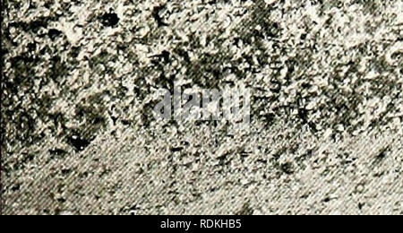 . D'autres terres d'oiseaux, reptiles, poissons, animaux et formes inférieures ;. Zoologie ; oiseaux ; reptiles ; des poissons. 4. i. u^^S'MB-n :  %^ «si j&gt ; ^-^^iLJ-ji, les buccins, les patelles et les balanes sur les rochers à Ilfracombe 'quand la marée lijas lozv. Veuillez noter que ces images sont extraites de la page numérisée des images qui peuvent avoir été retouchées numériquement pour plus de lisibilité - coloration et l'aspect de ces illustrations ne peut pas parfaitement ressembler à l'œuvre originale.. Cornish, C. J. (Charles John), 1858-1906. New York, la société de l'université Banque D'Images